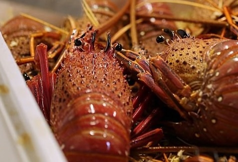 South African Rock Lobster Fishery on Verge of Collapse